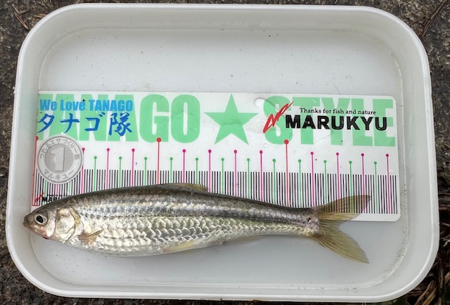 琵琶湖ホンモロコ6