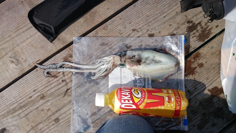 「福井県若狭大島」エギング・アオリイカ10杯釣果