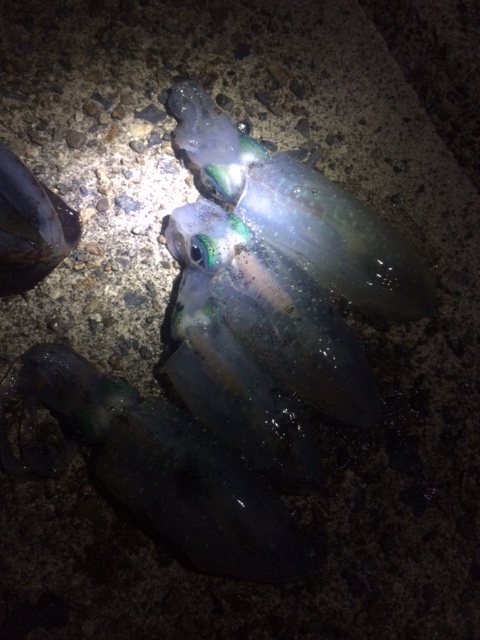 京都府伊根～宮津周辺|エギング・アオリイカ23杯釣果