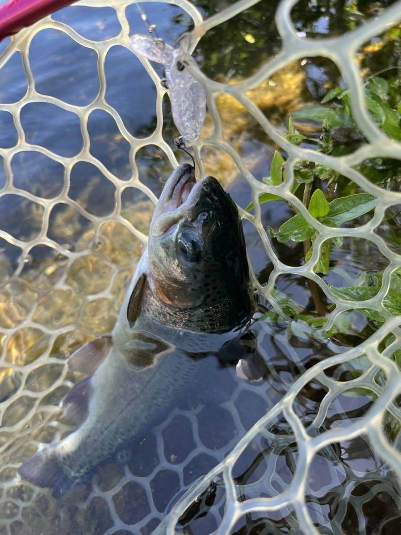 高島の泉へエリアトラウト釣行