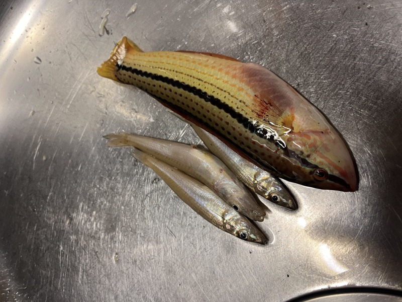 のんびりキス釣り