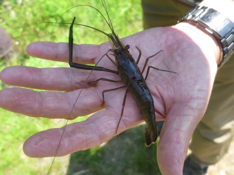 手長エビ釣りとヤリタナゴ