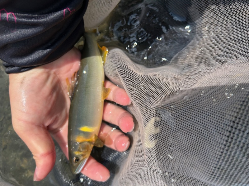 安曇川 朽木友釣り釣行