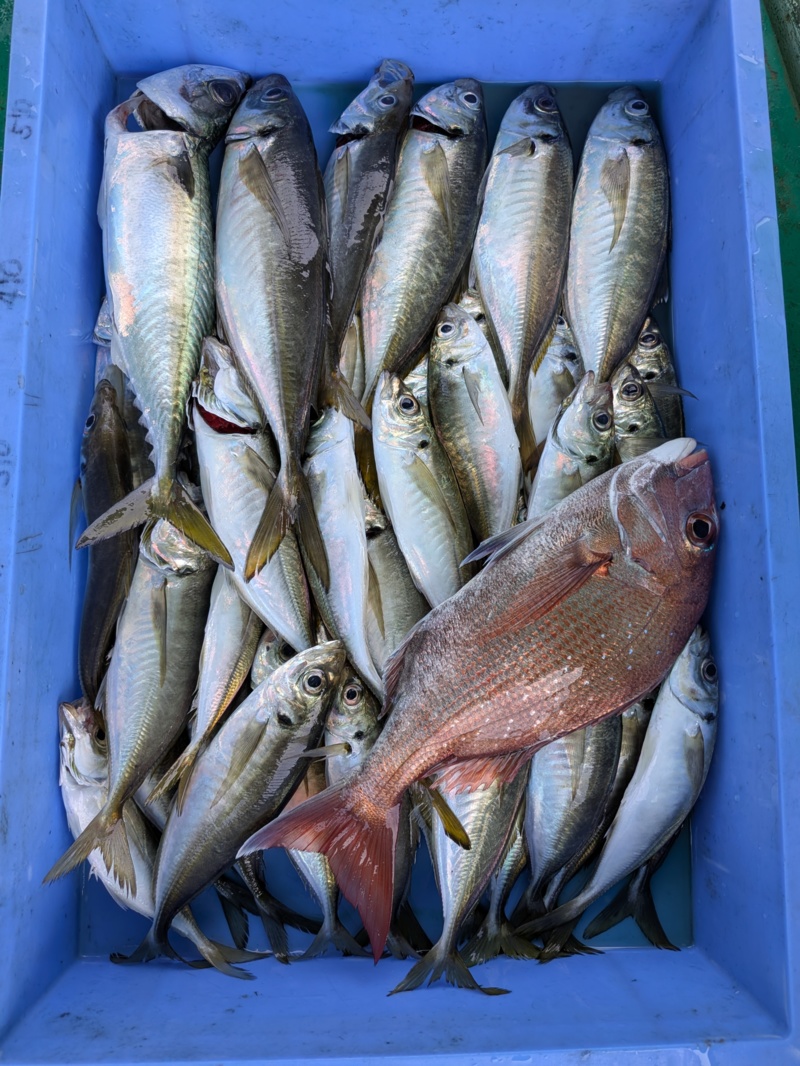 大阪湾船 好調の鬼アジ!