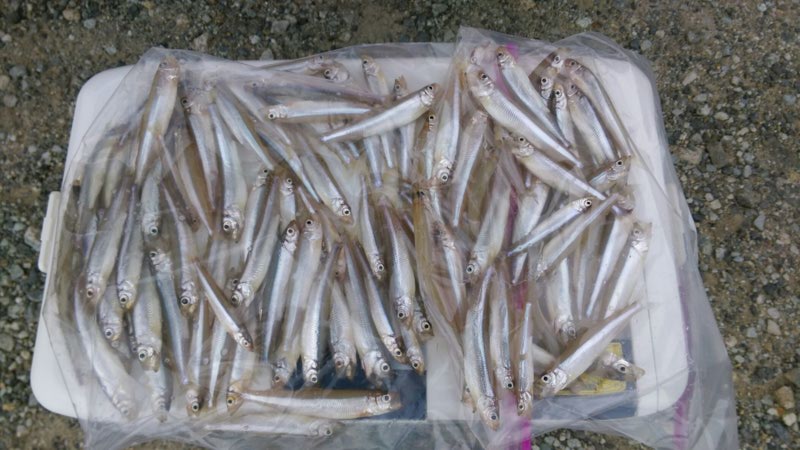 「兵庫県・青野ダム」わかさぎ解禁!釣果情報