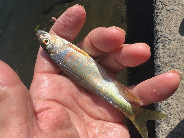 淀川のハエ釣り3