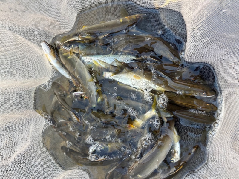 矢田川 友釣り釣行