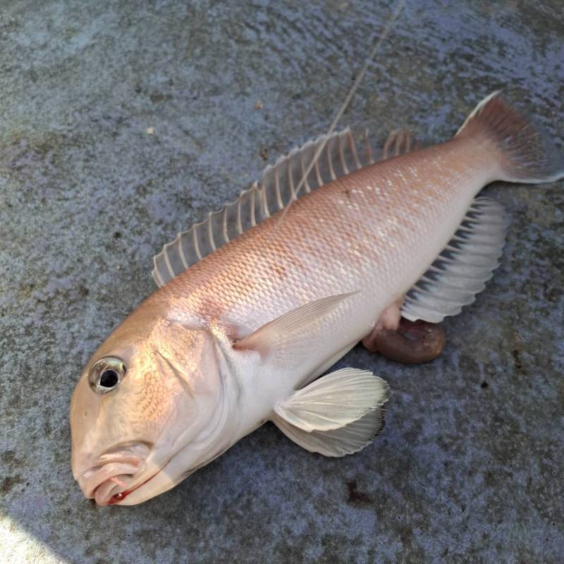 和歌山シロアマダイ