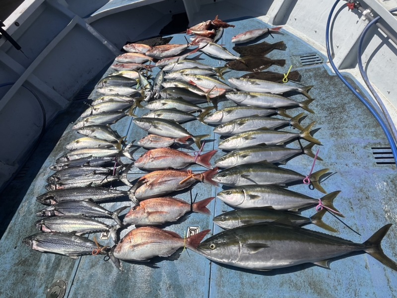 和歌山 落とし込み釣行