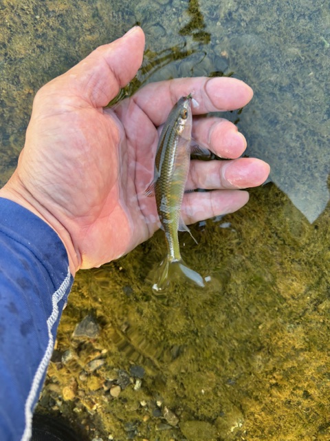 兵庫県猪名川でテンカラでオイカワ釣果