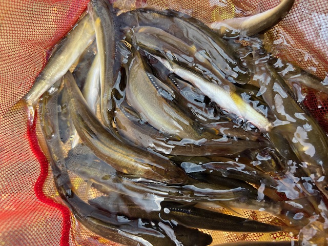 滋賀県琵琶湖知内川での小鮎釣果