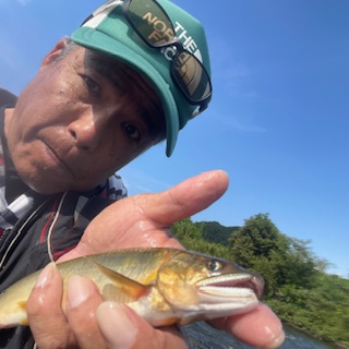 鳥取県千代川の鮎友釣り釣果