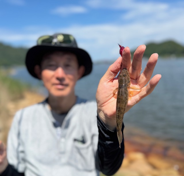福井県久々子湖でルアー釣りでのハゼ釣果福井県