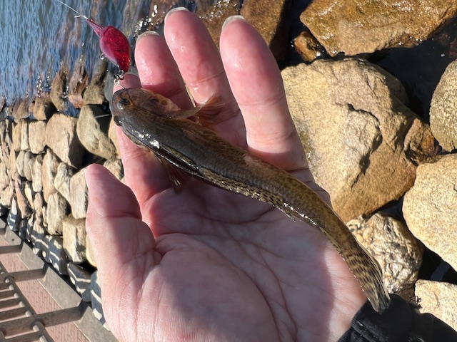 福井県三方五湖久々子湖でルアーのハゼ釣果