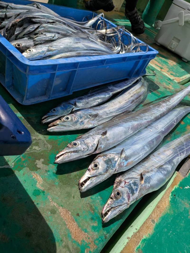 大阪湾の船からのテンヤでタチウオ釣果