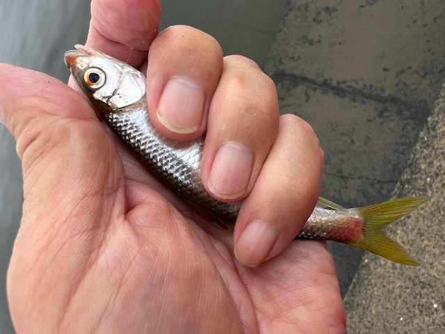 大阪府淀川の岸からエサ釣りでハエ釣果