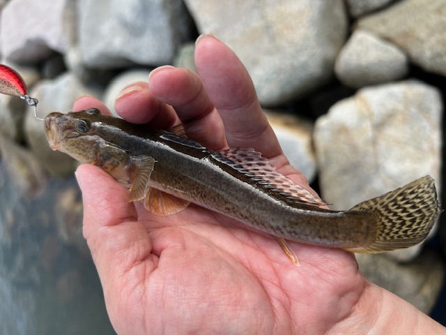 福井県久々子湖の岸からエサ釣りでハゼ釣果