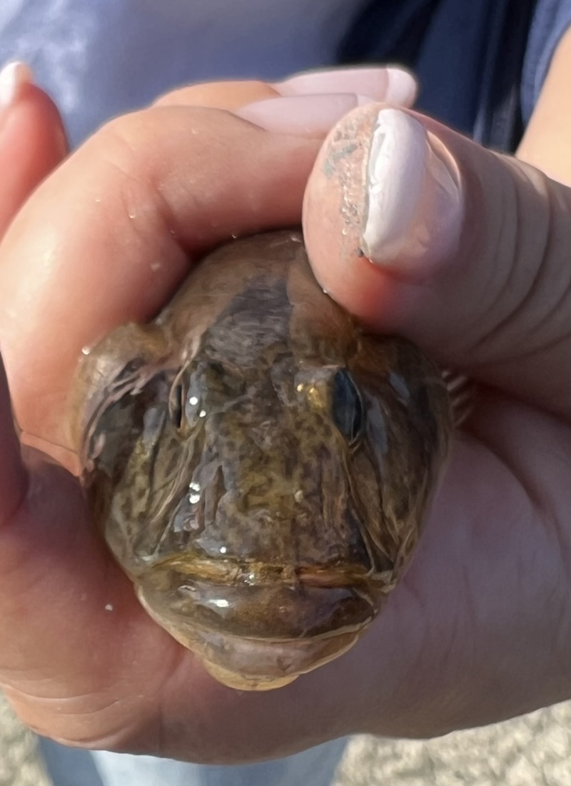 福井県久々子湖の岸からエサ釣りでハゼ釣果