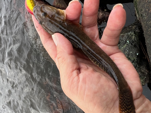 福井県三方五湖久々子湖の岸からルアーでハゼ釣果