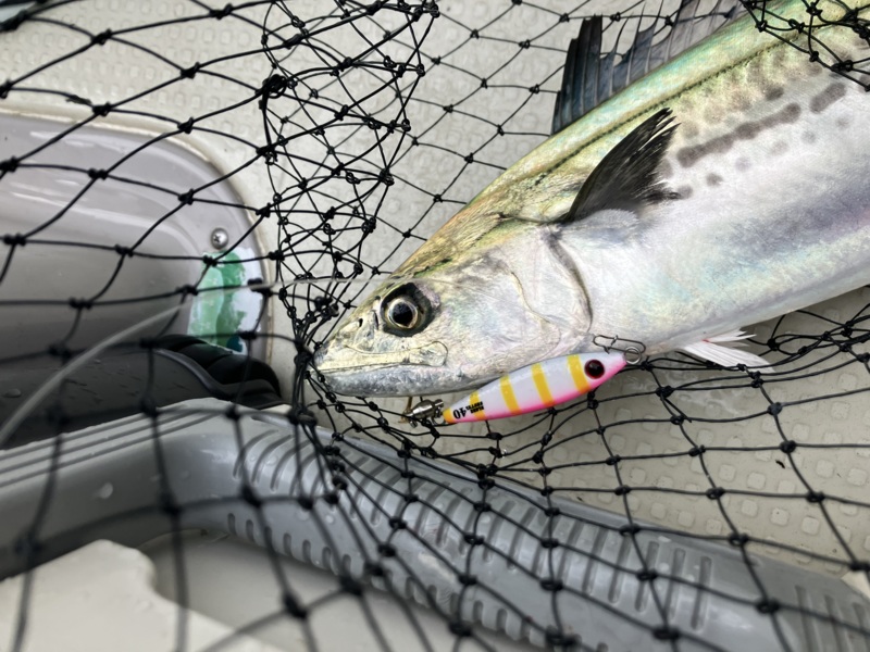 大阪湾のボートからブレードジギングでサゴシ釣果