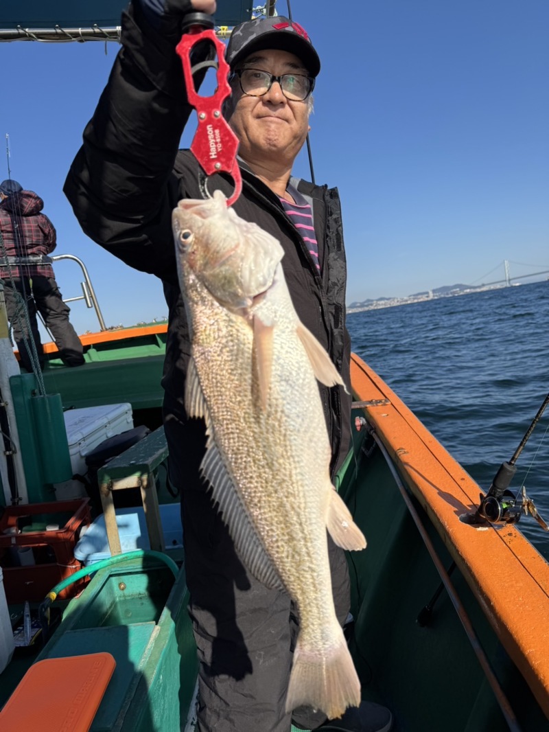 神戸明石の釣船「海連丸」のジギングでグチ釣果