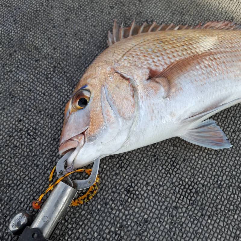 兵庫県明石沖のタイラバで鯛釣果
