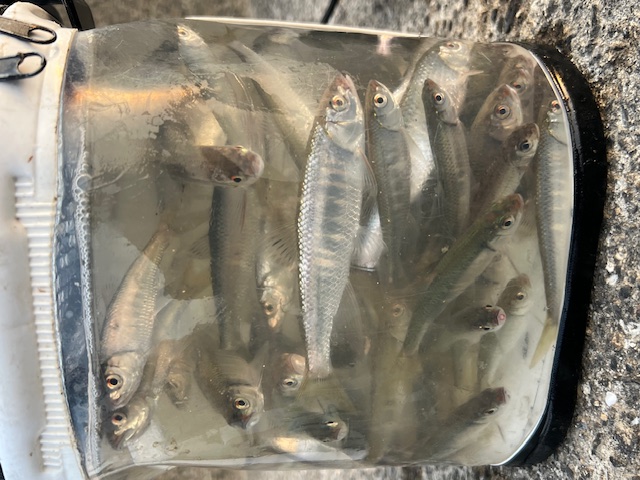 大阪府淀川河川公園枚方大橋岸からのオイカワ釣果