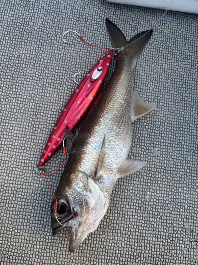 三重県沖の中深海ジギングでクロムツ釣果