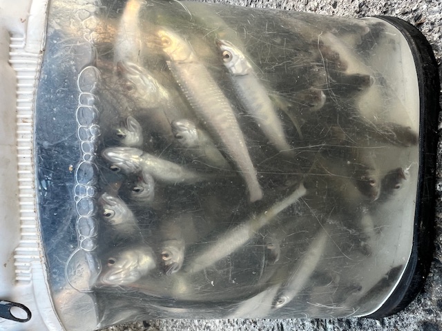 大阪府淀川河川公園枚方大橋岸からのオイカワ釣果