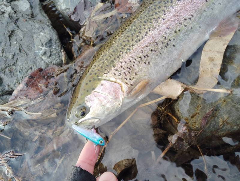 大阪府高槻市管理釣り場「芥川マス釣り場」のニジマス釣果