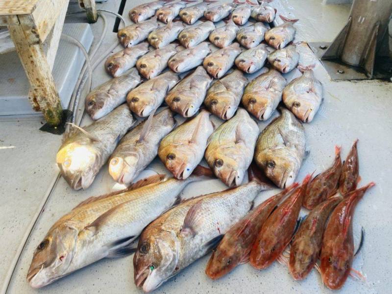 兵庫県明石「虎ノ介」タイラバで鯛釣果