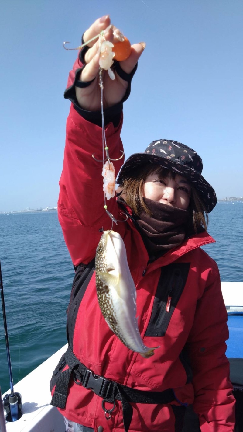 兵庫県明石市「海蓮丸」カットウ釣りでショウサイフグ釣果