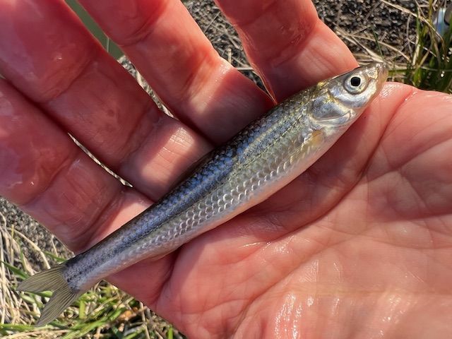 滋賀県近江八幡でホンモロコ釣り始動