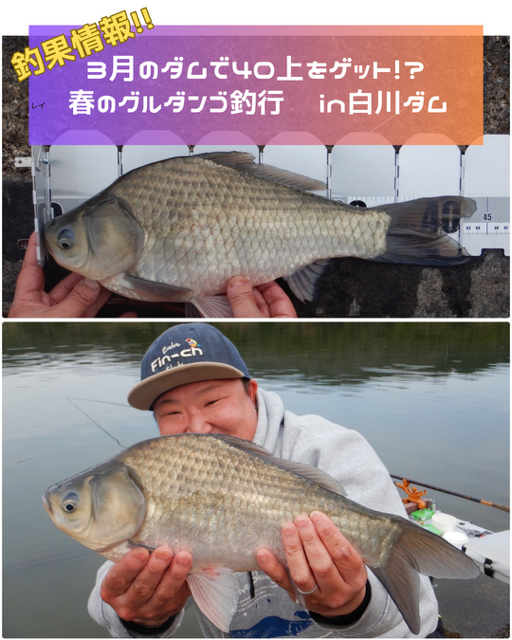 白川ダムで40上をゲット!春のグルダンゴ釣行