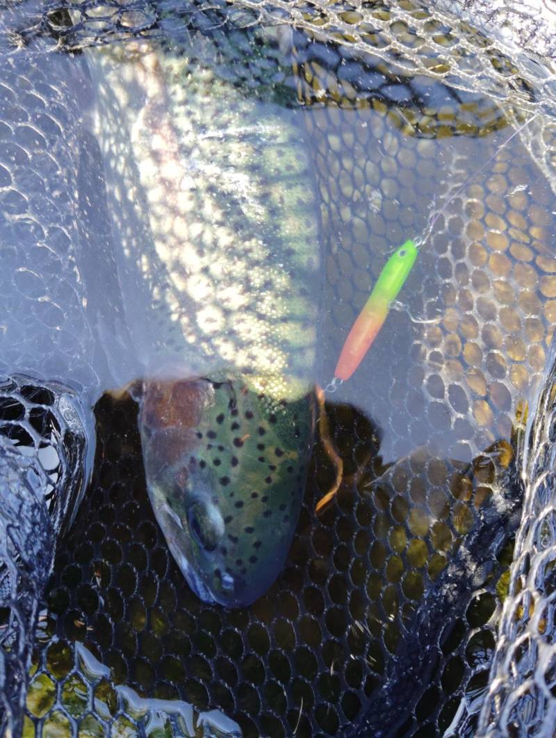 高島の泉 エリアトラウト釣行